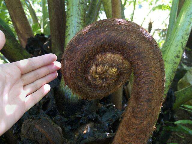 Image of angiopteris fern