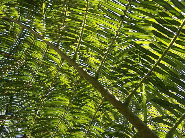 Plancia ëd Marattiaceae