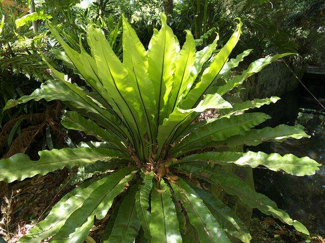 Image of Australian bird's-nest fern