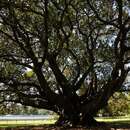 Image of Ficus macrophylla subsp. macrophylla