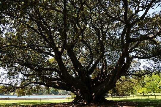 Image of Moreton Bay fig