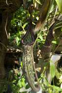 Image of Pitcher plant