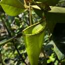 Image of Nepenthes alata Blanco