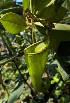 Image of Nepenthes alata Blanco