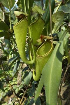 Image of Nepenthes alata Blanco