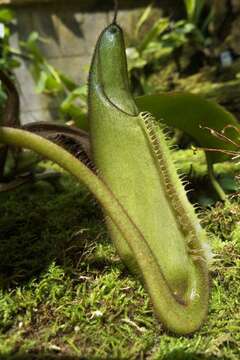 Image of Pitcher plant