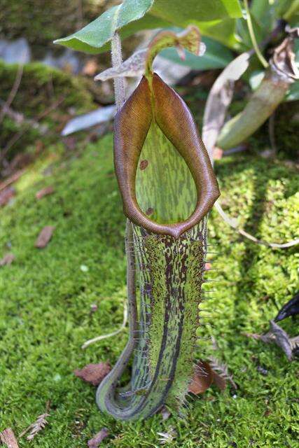 Image of Nepenthes maxima Reinw. ex Nees