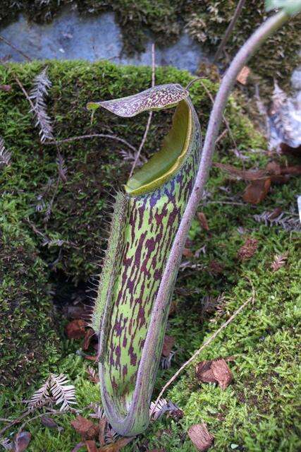 Image of Nepenthes maxima Reinw. ex Nees