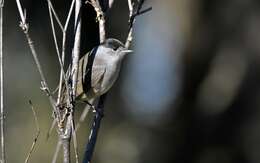 Image of Blackcap