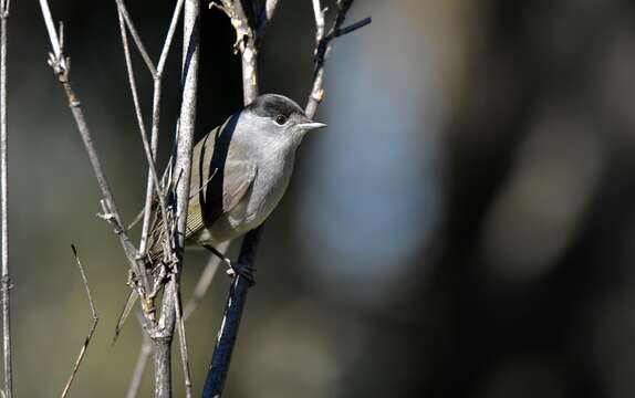 Image of Blackcap