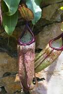 Image of Pitcher Plant