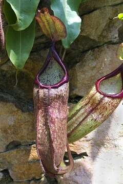 Nepenthes sanguinea Lindl. resmi