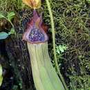 Слика од Nepenthes truncata Macfarl.