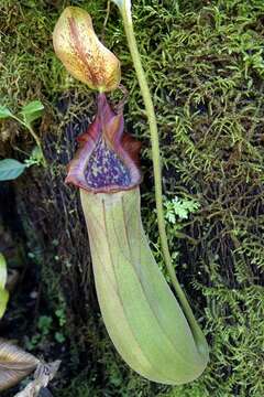 Image of Pitcher plant