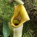 Image of Pitcher plant