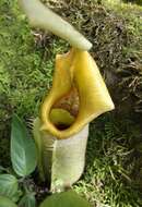 Image of Pitcher plant