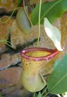 Image of Nepenthes ventricosa Blanco