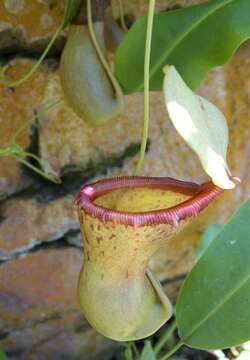 Image of Nepenthes ventricosa Blanco