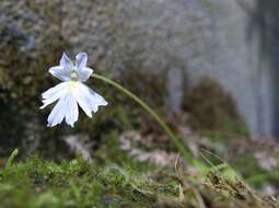 Image of Pinguicula emarginata S. Z. Ruiz & J. Rzedowski