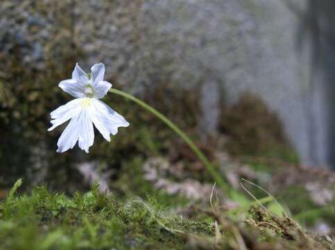 Image of Pinguicula emarginata S. Z. Ruiz & J. Rzedowski