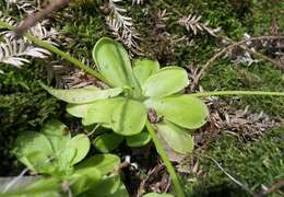 Image of Pinguicula emarginata S. Z. Ruiz & J. Rzedowski