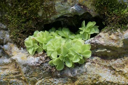 Plancia ëd Pinguicula