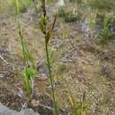 Imagem de Carex nigra subsp. nigra