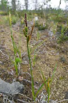 Imagem de Carex nigra subsp. nigra