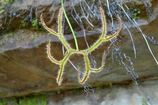 Image of Sundews