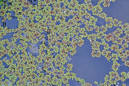 Image of Azolla rubra R. Br.