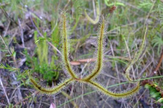 Image of Sundews