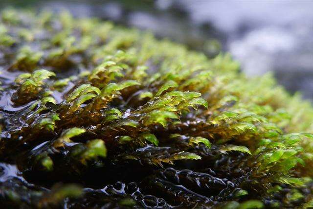 Image of hygrohypmum moss