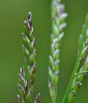 Image of Small Sweet-grass