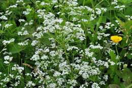 Plancia ëd Galium elongatum C. Presl