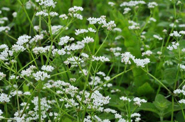 Plancia ëd Galium elongatum C. Presl