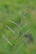 Image of Small Sweet-grass