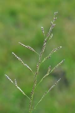 Image of Glyceria declinata Bréb.