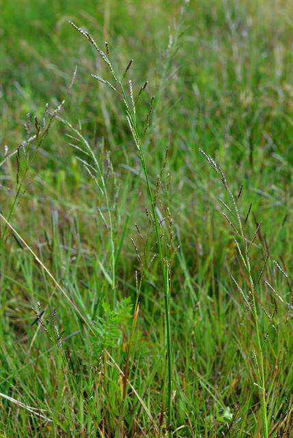 Image of Small Sweet-grass