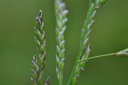 Image of Small Sweet-grass