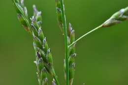 Image of Small Sweet-grass