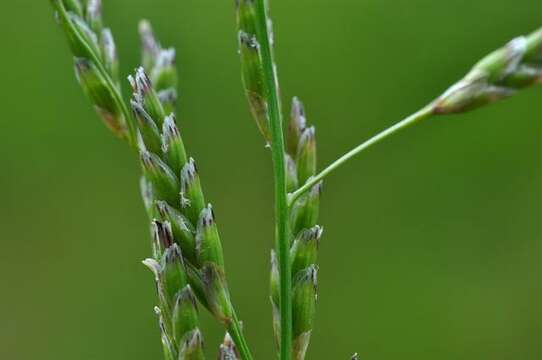 Image of Glyceria declinata Bréb.