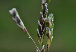 Imagem de Glyceria declinata Bréb.