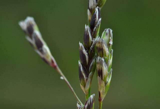 Image of Small Sweet-grass