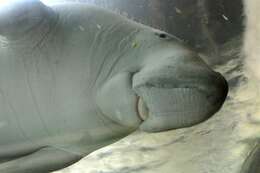 Image of dugongs