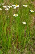 Image of chamomile