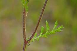 Image of chamomile