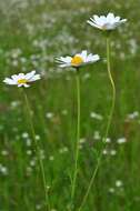 Image of chamomile