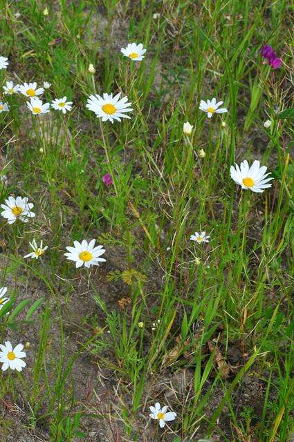 Image of chamomile