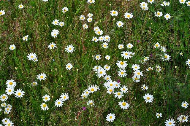 Image of chamomile