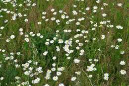 Image of chamomile